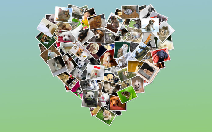 photo frame apps
