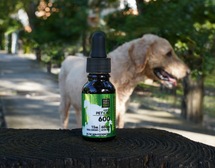 CBD Oil