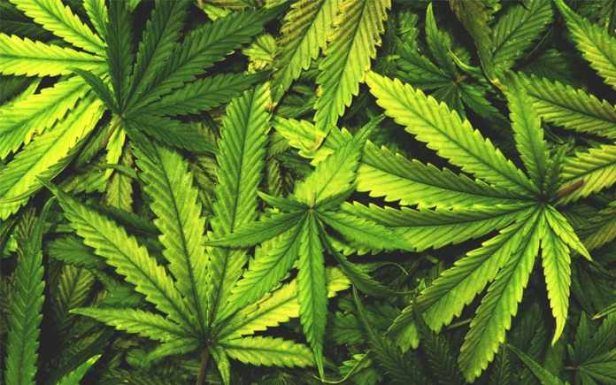 cannabis-plant-anatomy cannabis plant anatomy