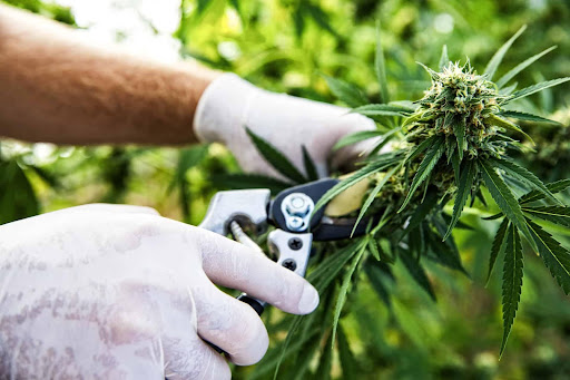 Learn More About Growing Cannabis