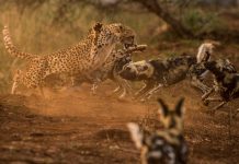 5 Apex Predators and Where to Find Them List of apex predators