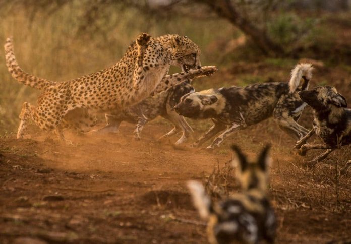 List of apex predators