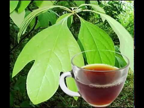 Health Benefits Of Sassafras Tea Health Benefits Of Sassafras Tea