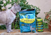What is Cat Food? | Types of High Protein Cat Food What is Cat Food? | Types of High Protein Cat Food
