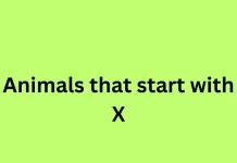 List of animals that start with X