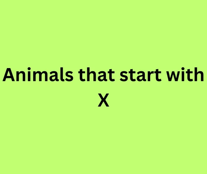 Animals that start with X